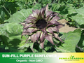 25+ Seeds| Sun-Fill  Purple Sunflower Seeds - Helianthus Tall Giant and Dwarf Varieties for Garden Pollinator Friendly Easy to Grow, Fast growing, Attracts bees & butterflies #E007