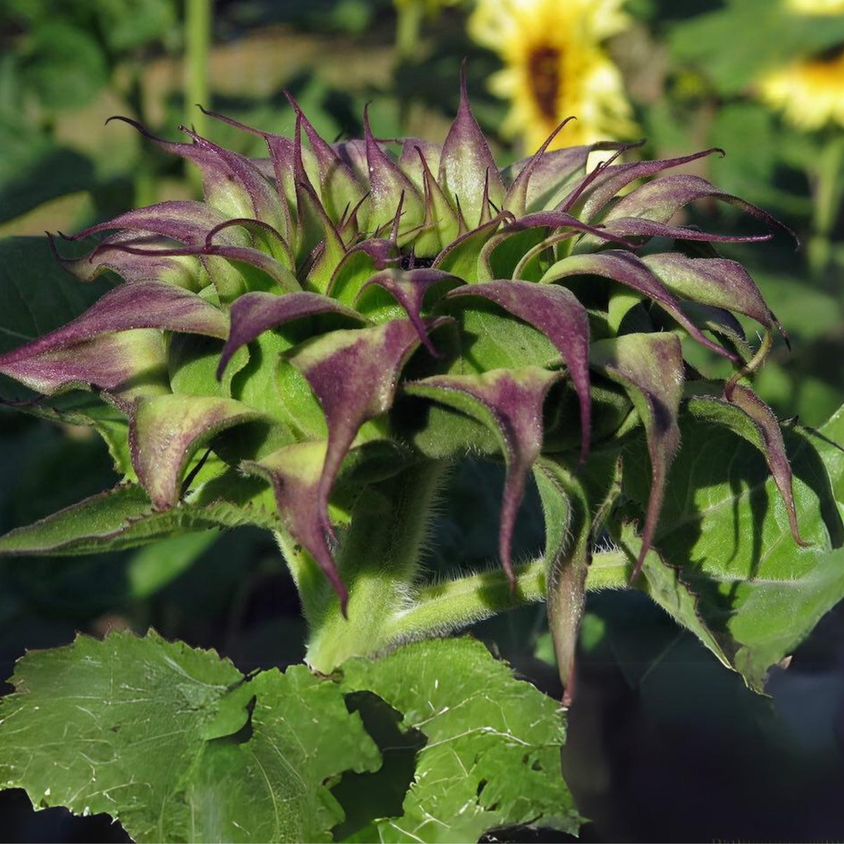 Sun-Fill Purple Sunflower Seeds, 25+ seeds