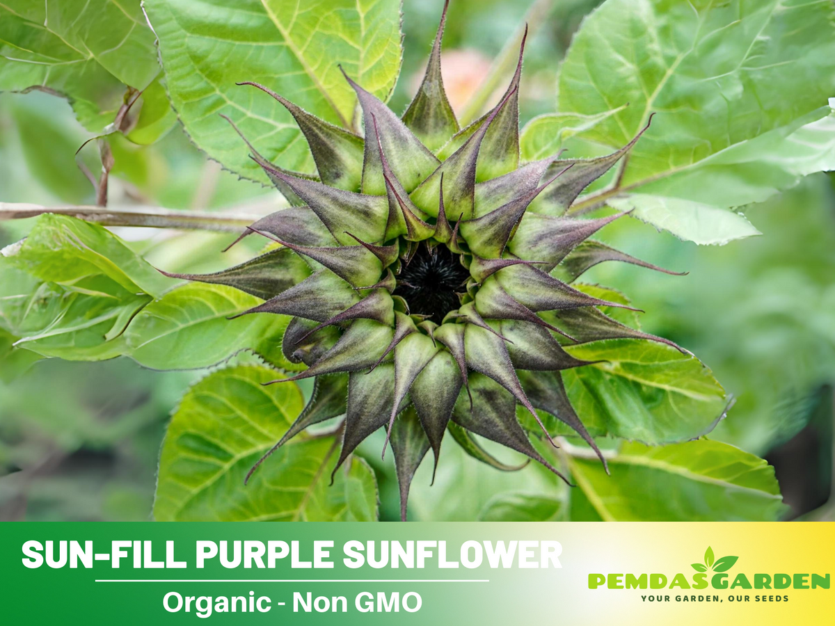 25+ Seeds| Sun-Fill  Purple Sunflower Seed #E007