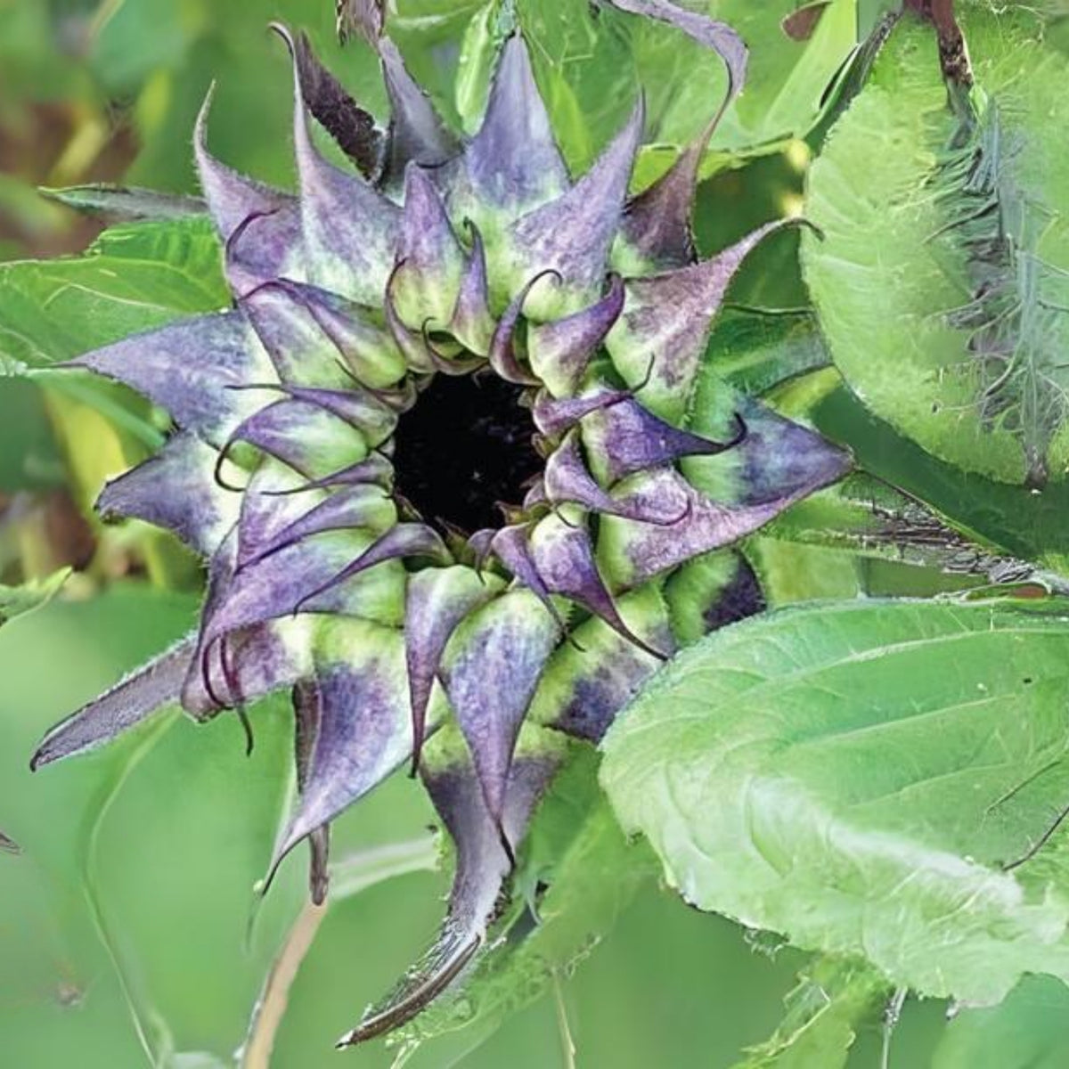 Sun-Fill Purple Sunflower Seeds, 25+ seeds