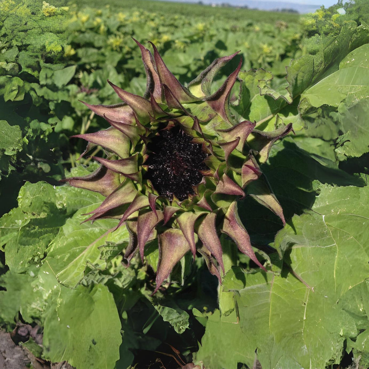 Sun-Fill Purple Sunflower Seeds, 25+ seeds
