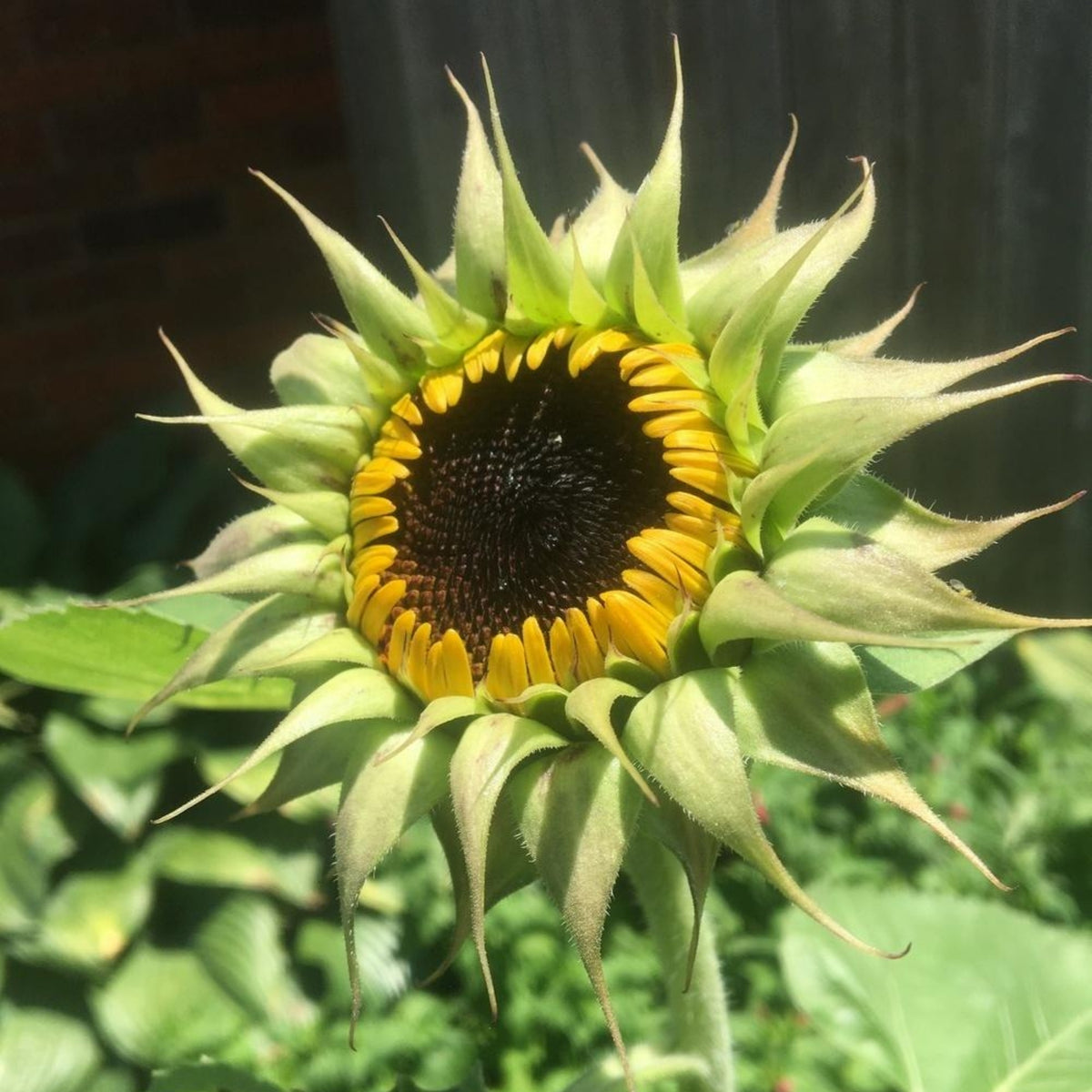 Sun-Fill Purple Sunflower Seeds, 25+ seeds