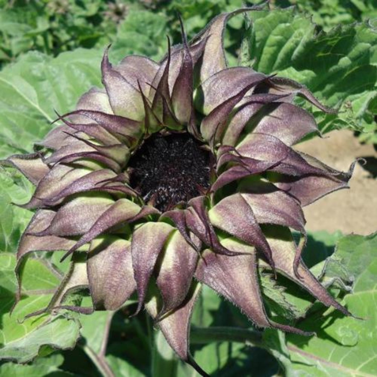 Sun-Fill Purple Sunflower Seeds, 25+ seeds