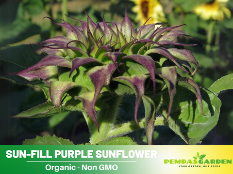 purple sunflower seeds for planting 25+ Seeds| Sun-Fill Purple Sunflower Seeds