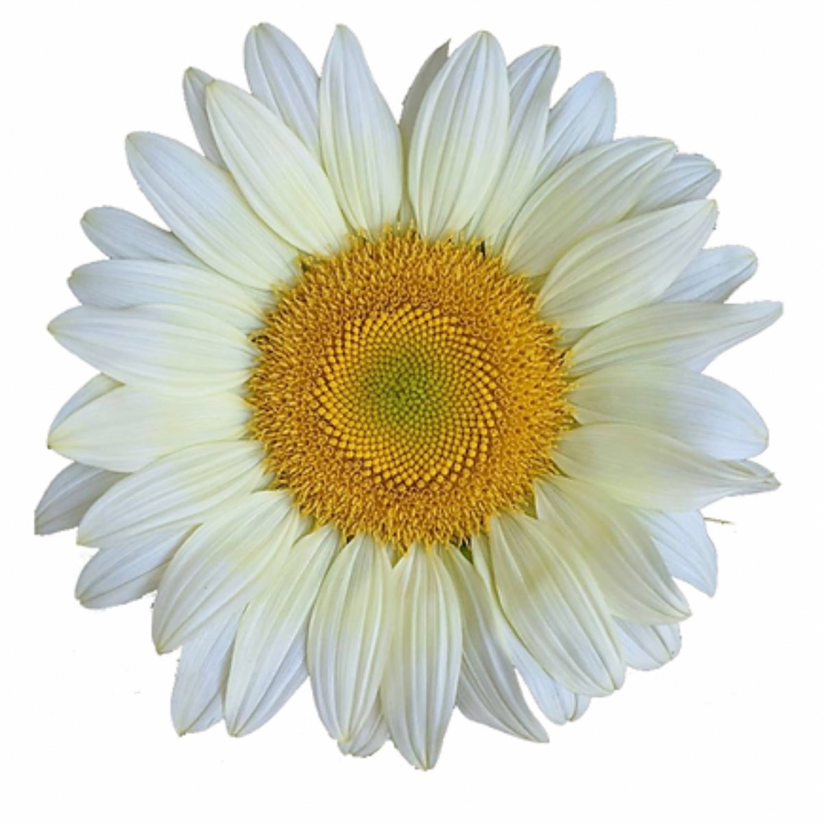 Procut White Lite Sunflower Seeds, 25+ seeds