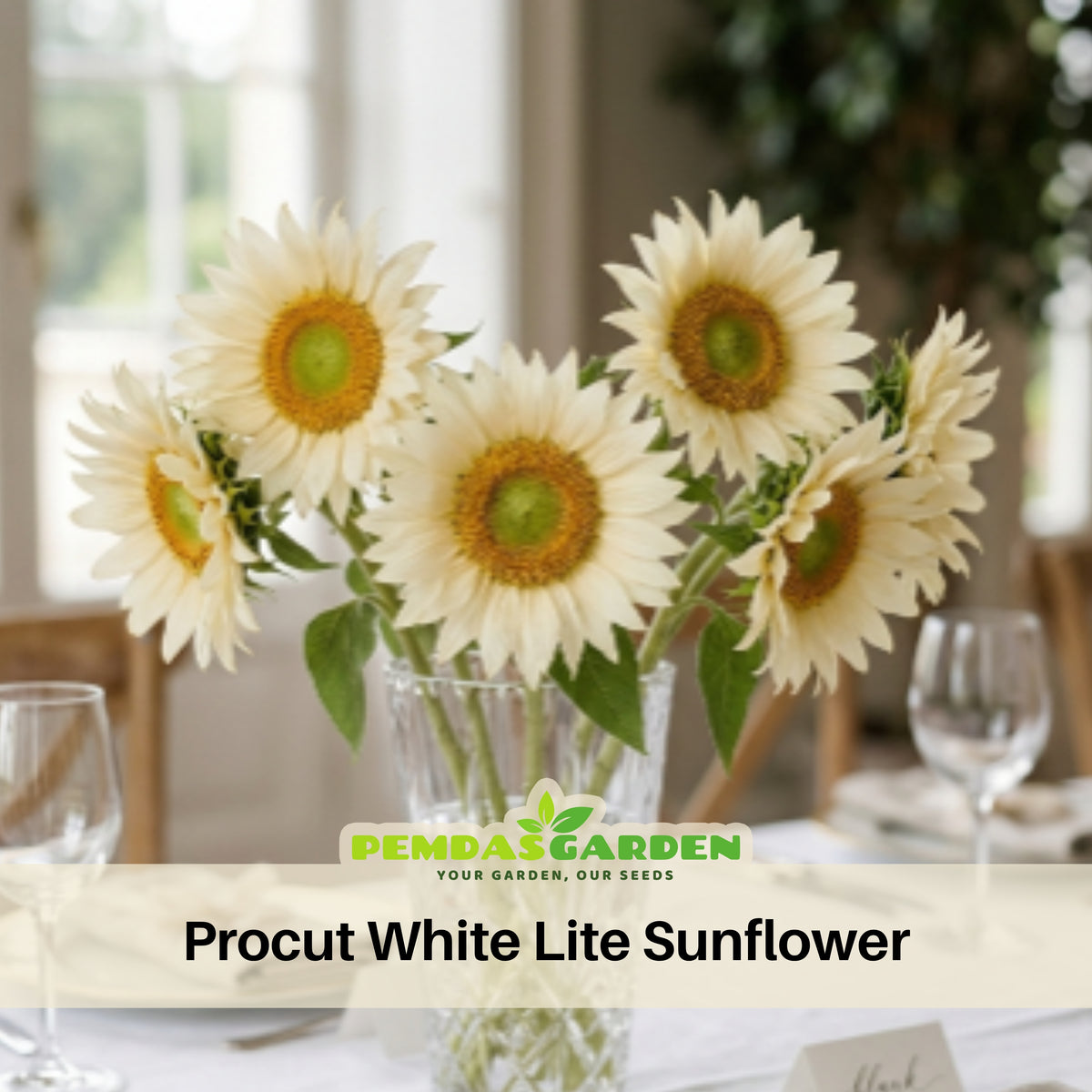 Procut White Lite Sunflower Seeds, 25+ seeds