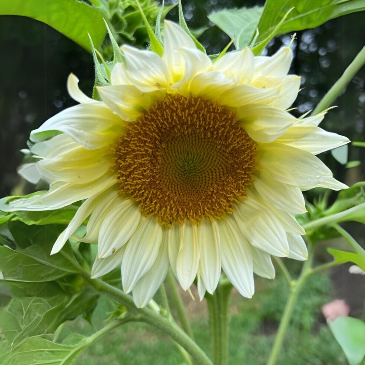 Procut White Lite Sunflower Seeds, 25+ seeds