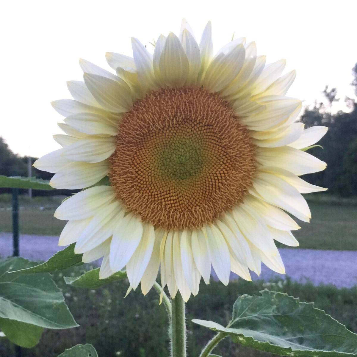 Procut White Lite Sunflower Seeds, 25+ seeds