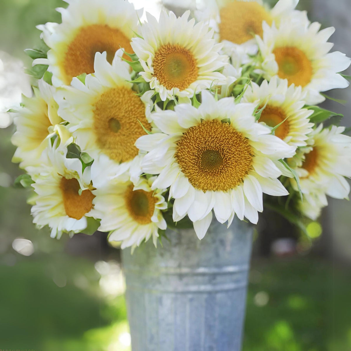 Procut White Lite Sunflower Seeds, 25+ seeds