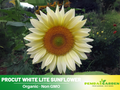 25+ Seeds| ProCut White Lite Sunflower Seeds - Helianthus Tall Giant and Dwarf Varieties for Garden Pollinator Friendly Easy to Grow, Fast growing, Attracts bees & butterflies #E008