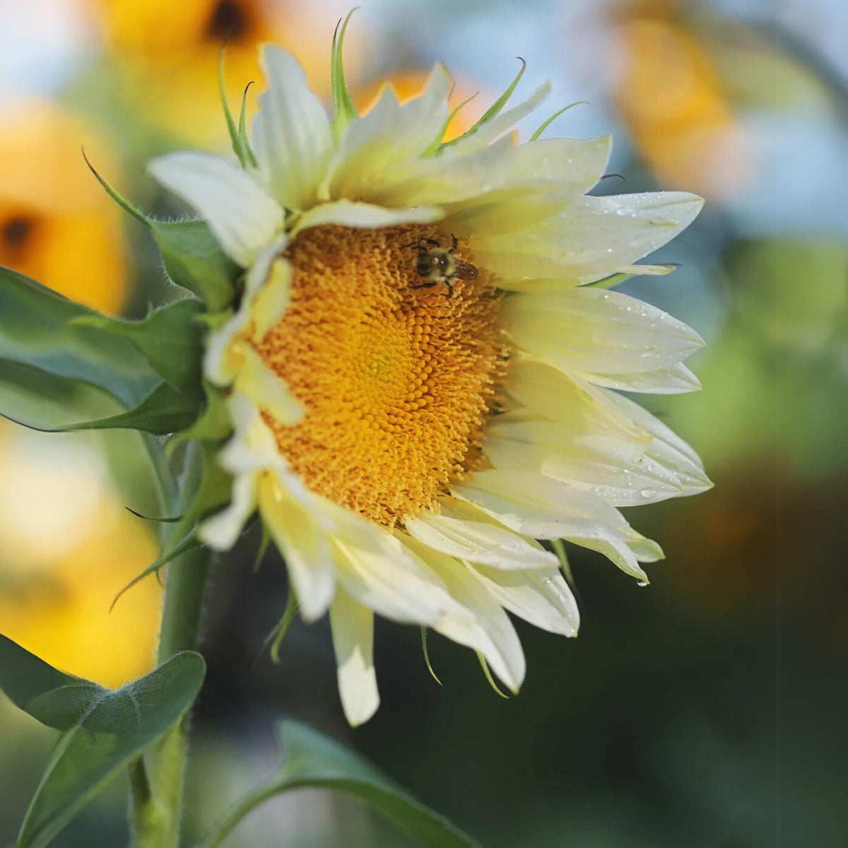 Procut White Lite Sunflower Seeds, 25+ seeds