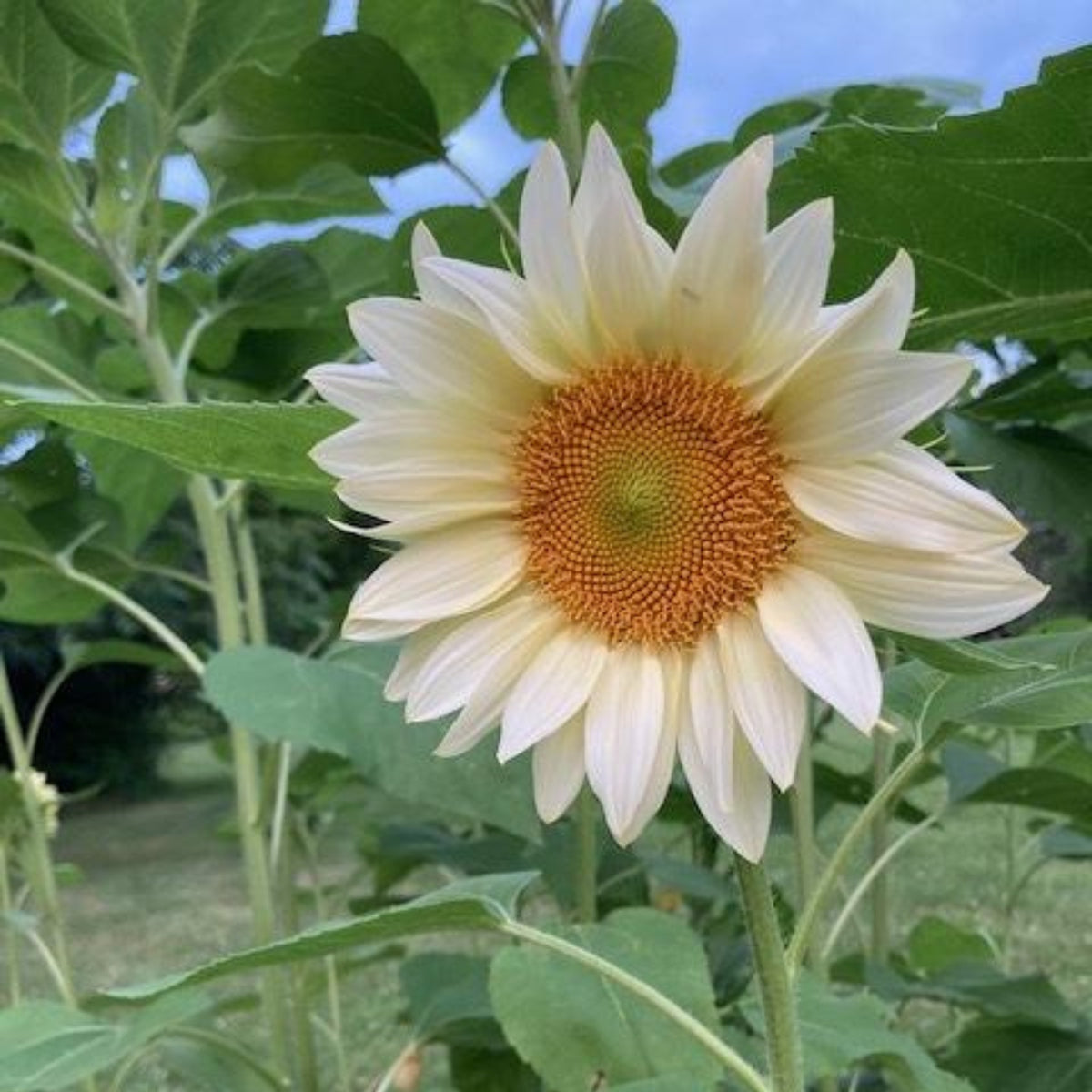 Procut White Lite Sunflower Seeds, 25+ seeds