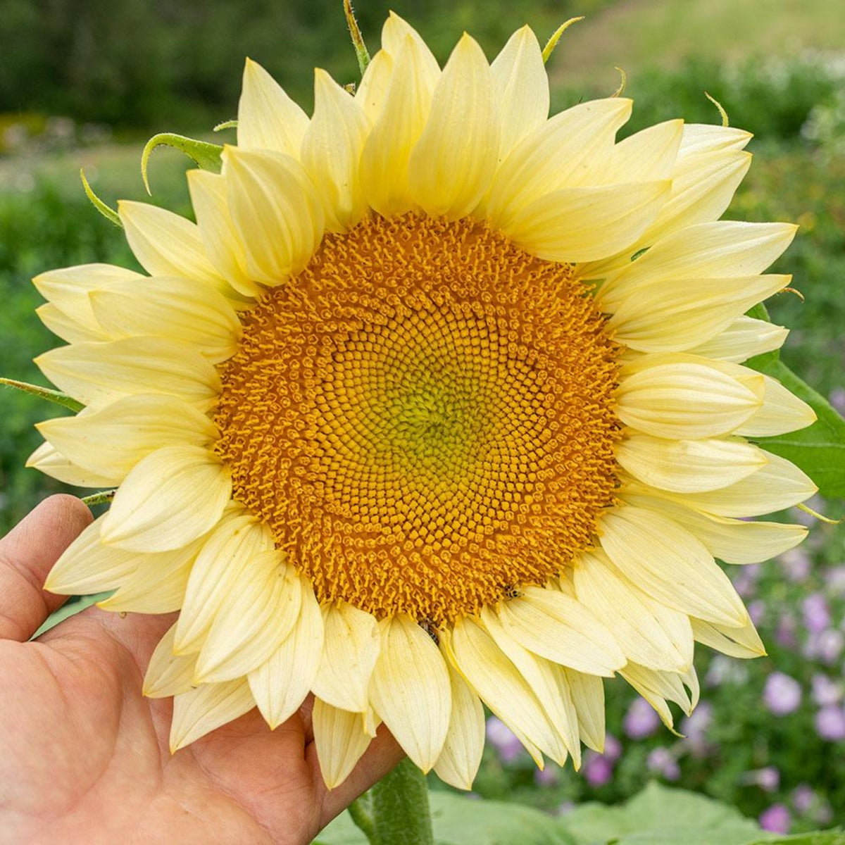 Procut White Lite Sunflower Seeds, 25+ seeds