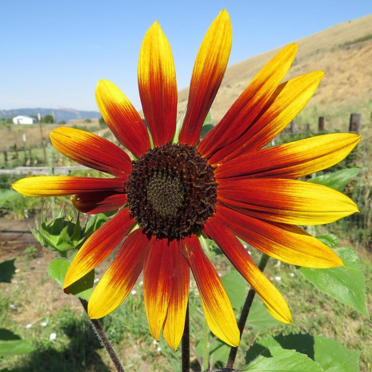 Sunflower Magic Roundabout Seeds, 25+ seeds