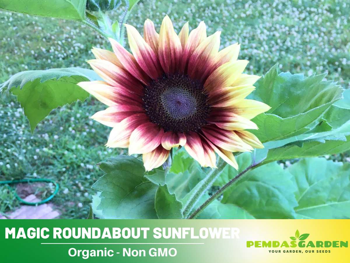 25+ Seeds| Sunflower Magic Roundabout Seeds #E009