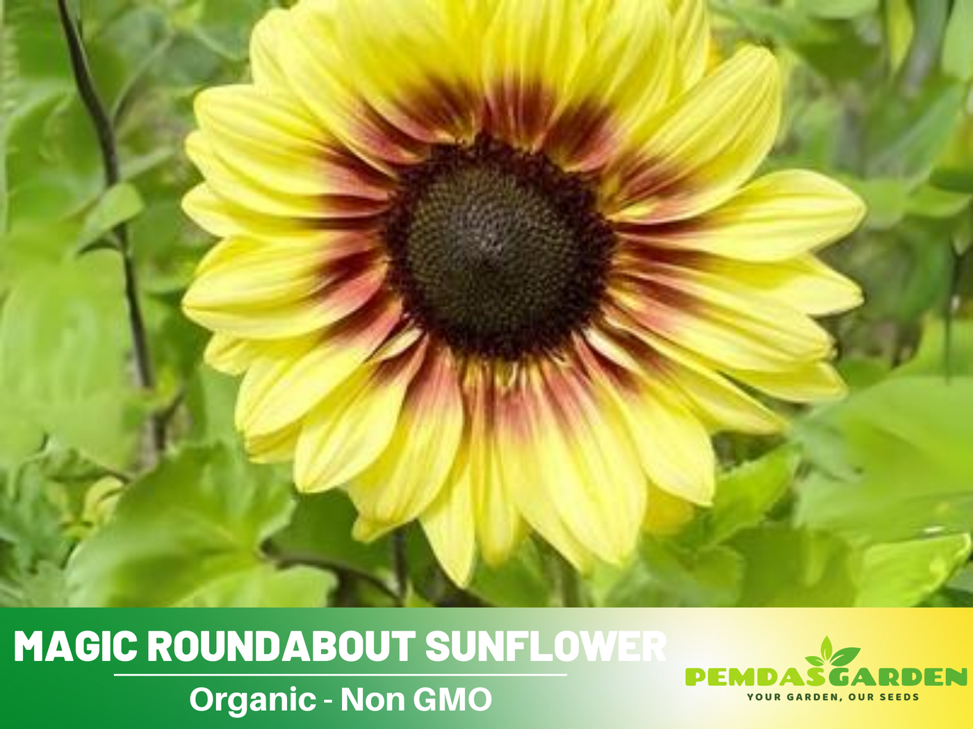 magic seeds garden 25+ Seeds| Sunflower Magic Roundabout Seeds- Helianthus Tall Giant and Dwarf Varieties for Garden Pollinator Friendly Easy to Grow, Fast growing,