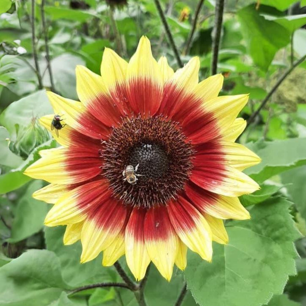 Sunflower Magic Roundabout Seeds, 25+ seeds