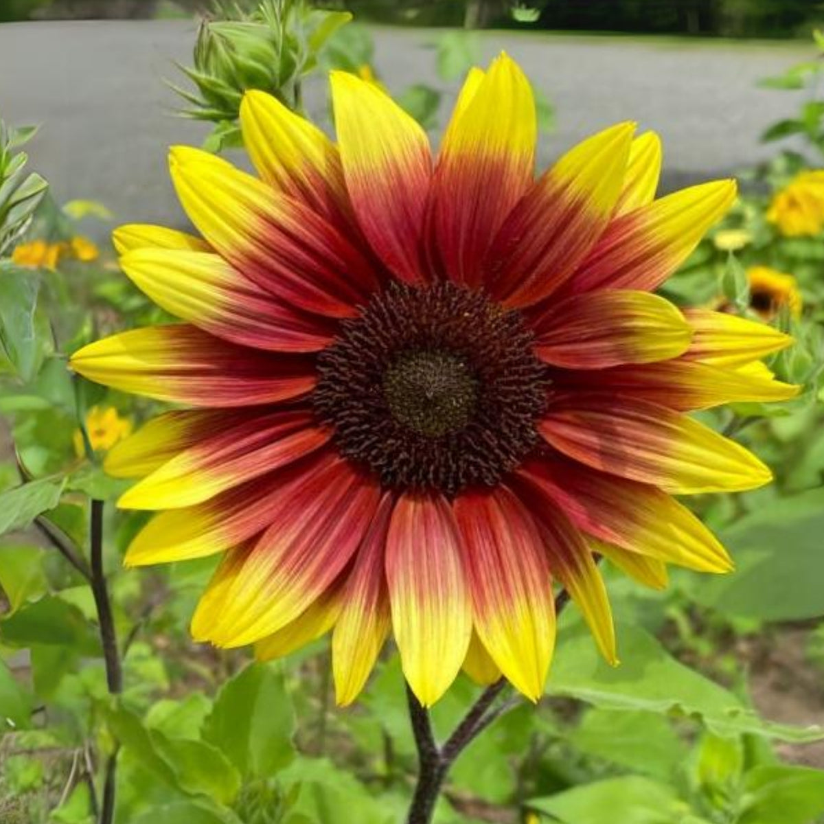 Sunflower Magic Roundabout Seeds, 25+ seeds