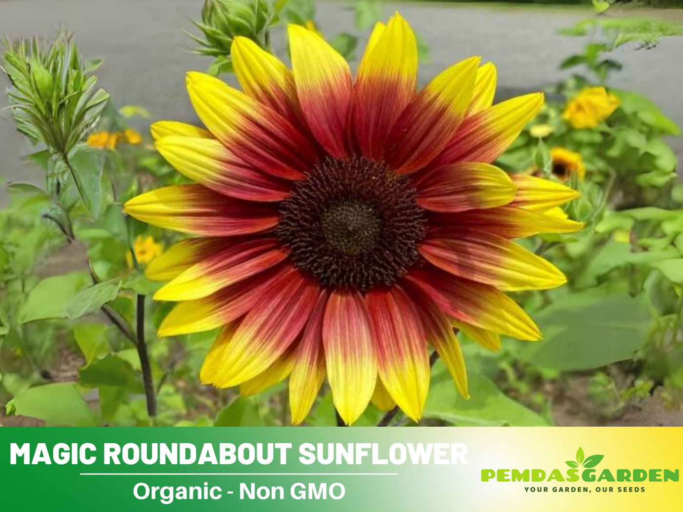 magic seeds garden 25+ Seeds| Sunflower Magic Roundabout Seeds- Helianthus Tall Giant and – PEMDASGARDEN