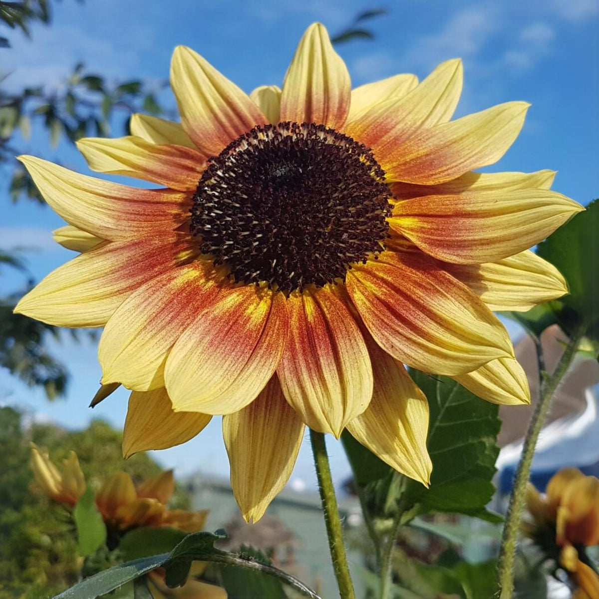Sunflower Magic Roundabout Seeds, 25+ seeds