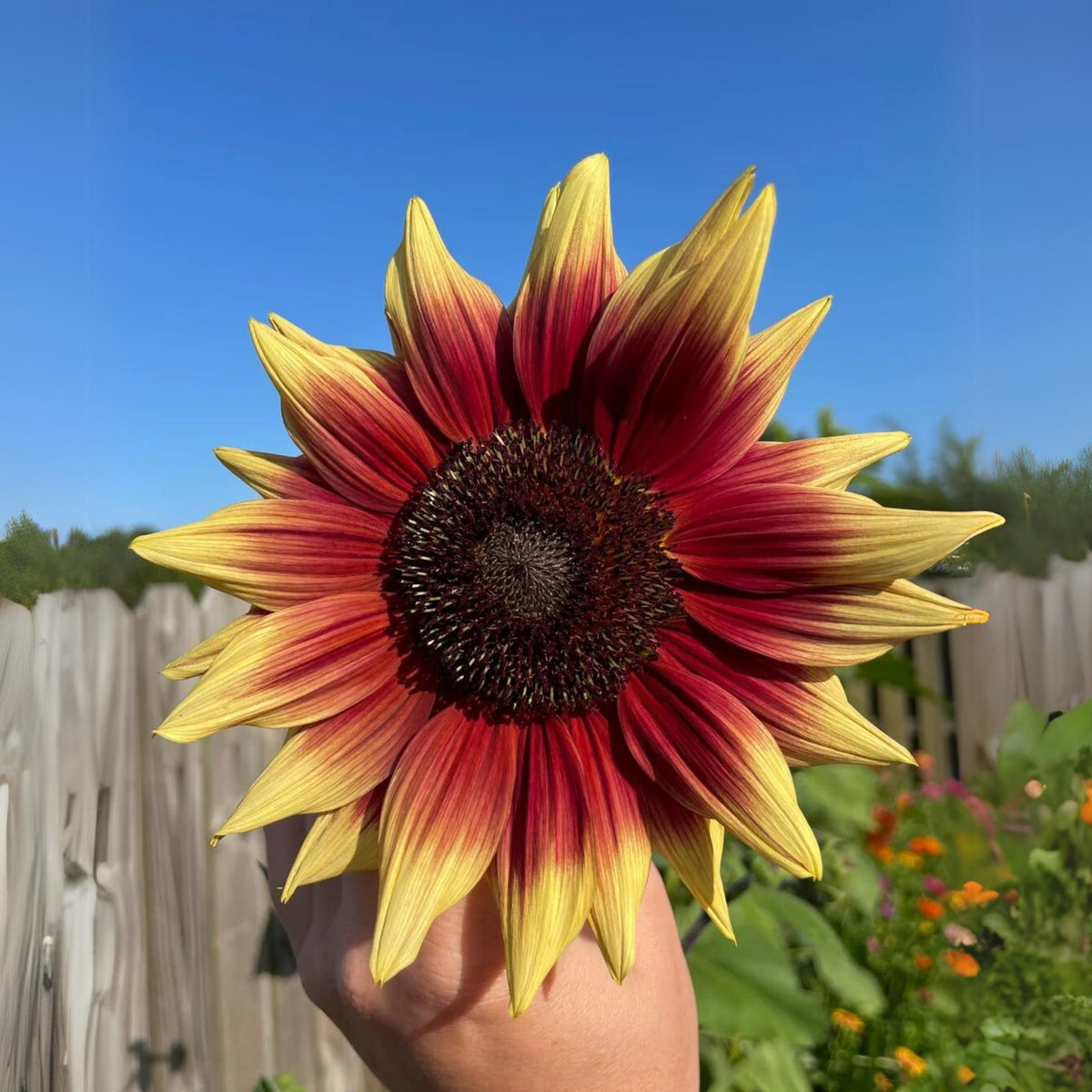Sunflower Magic Roundabout Seeds, 25+ seeds