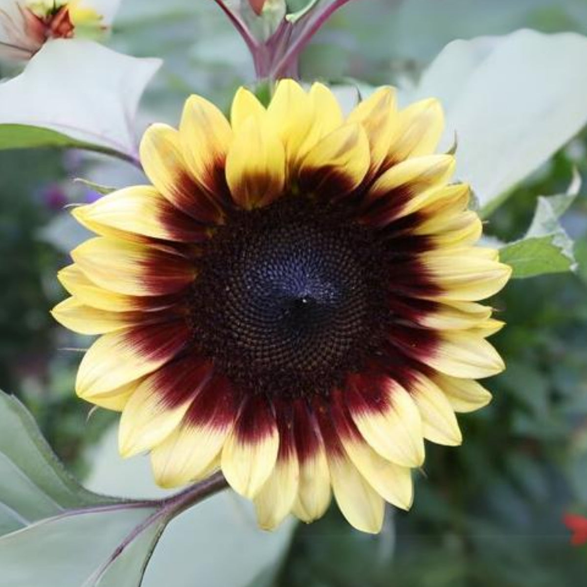 Sunflower Magic Roundabout Seeds, 25+ seeds
