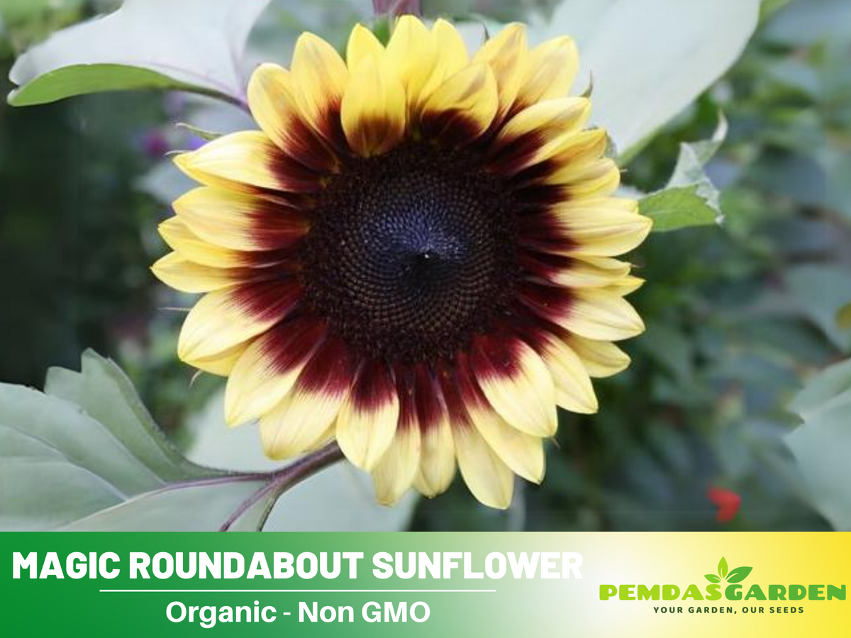 25+ Seeds| Sunflower Magic Roundabout Seeds #E009