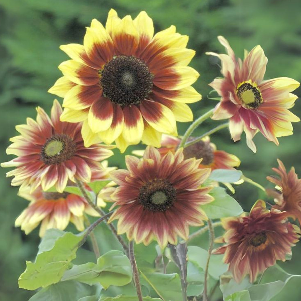 Sunflower Magic Roundabout Seeds, 25+ seeds