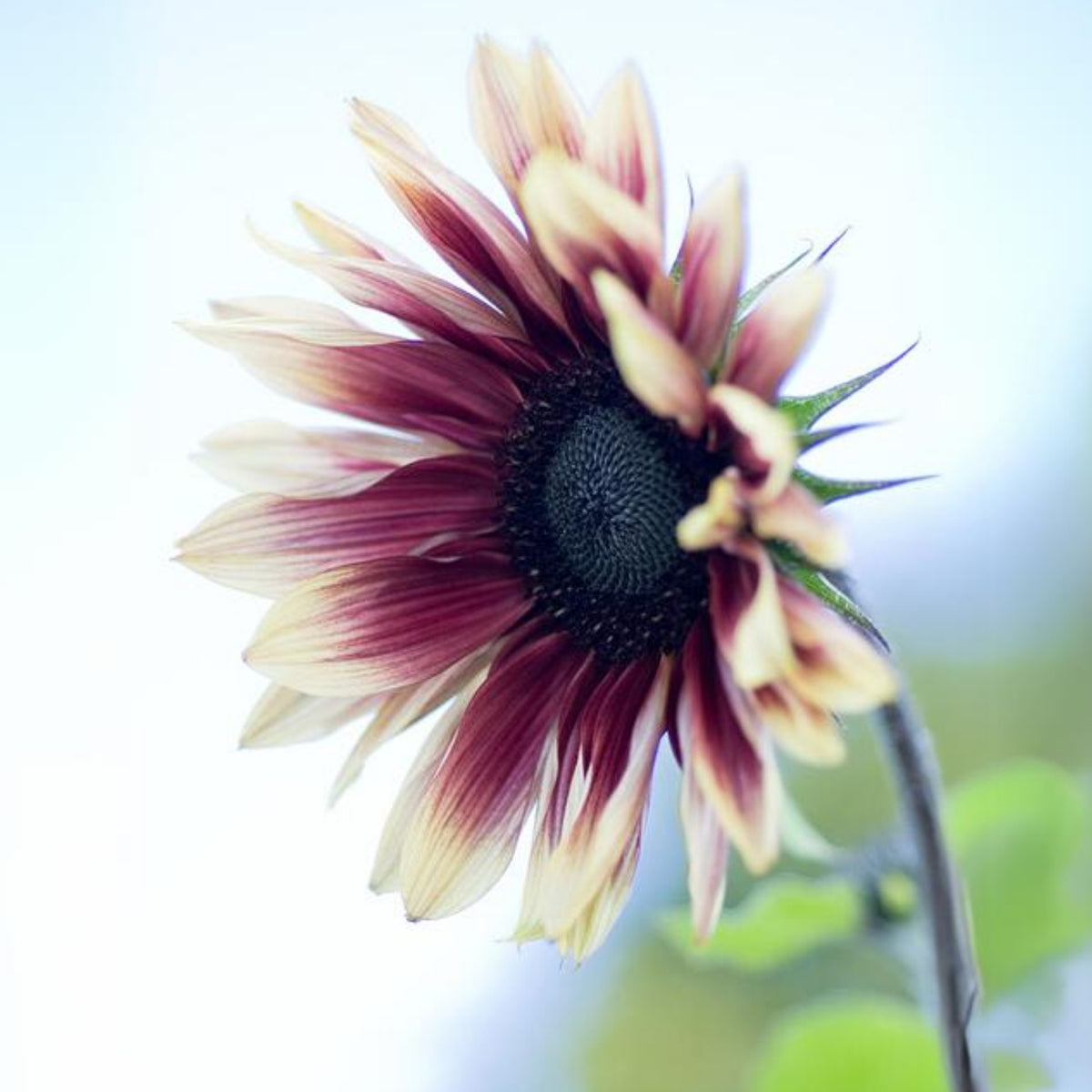Sunflower Magic Roundabout Seeds, 25+ seeds