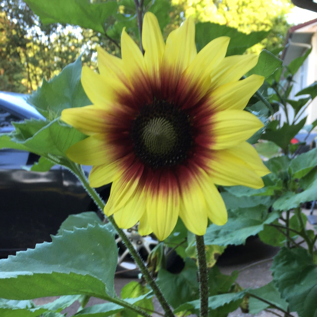 Sunflower Magic Roundabout Seeds, 25+ seeds