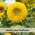 25+ Seeds-Gummy Bear Sunflower Seeds - Helianthus Tall Giant and Dwarf Varieties for Garden Pollinator Friendly Easy to Grow, Fast growing, Attracts bees & butterflies #E010