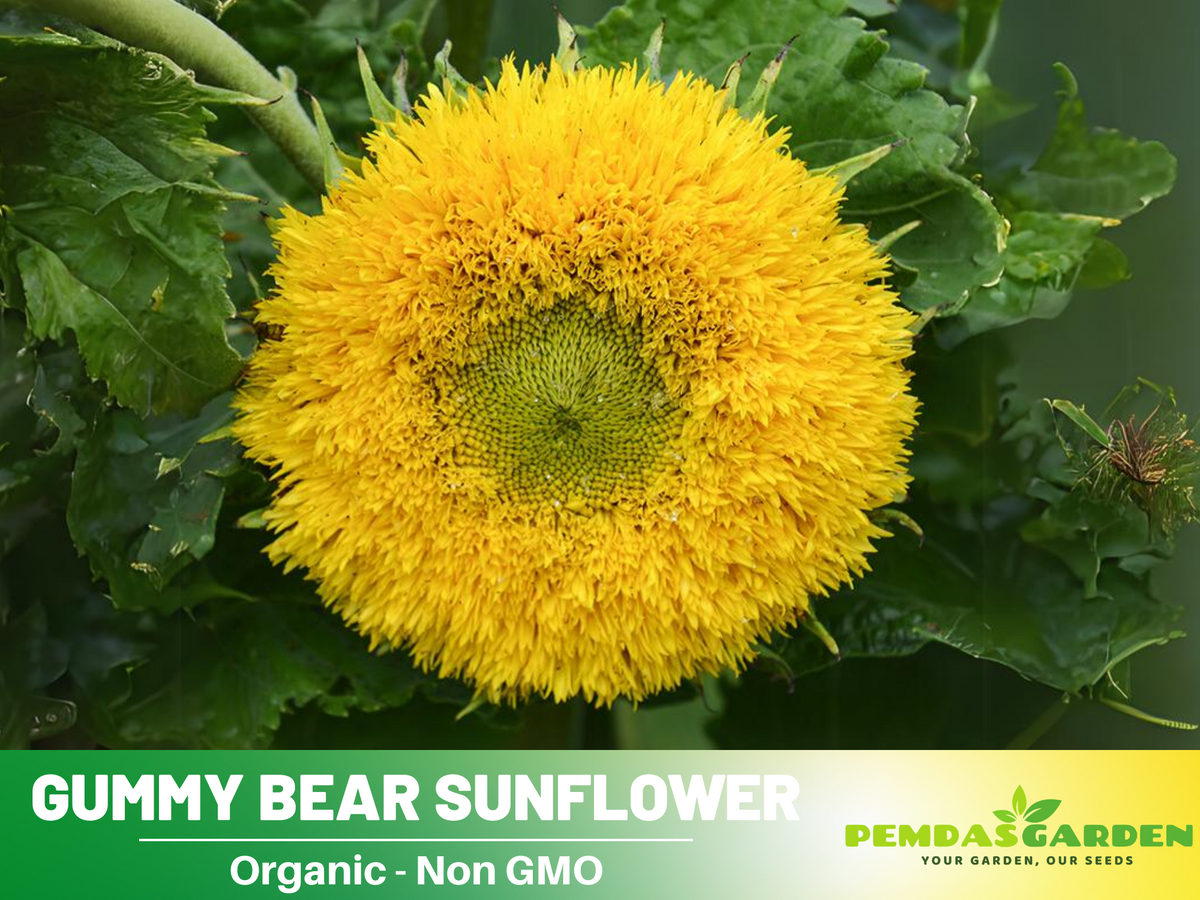 25+ Seeds-Gummy Bear Sunflower Seed #E010