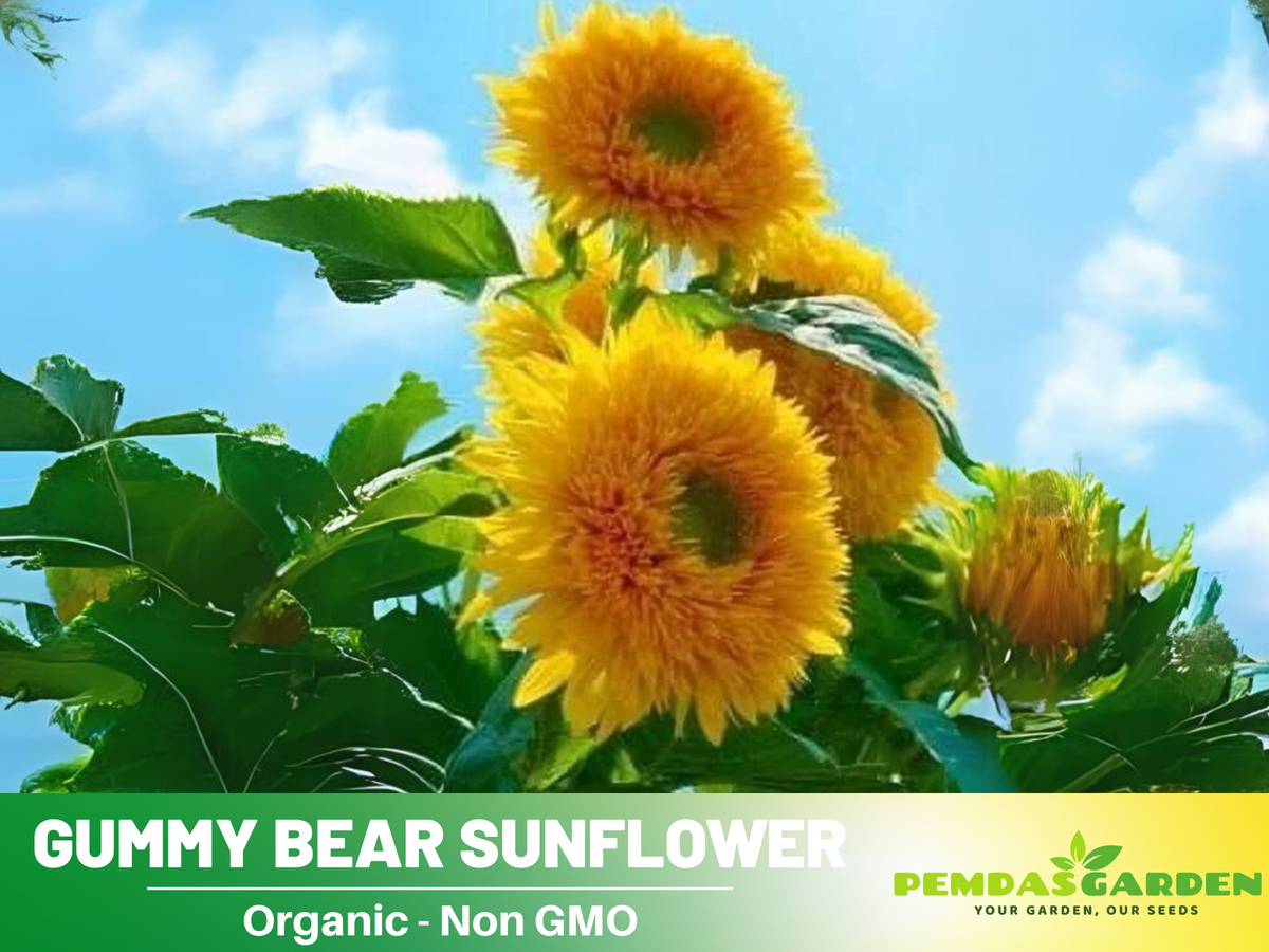 25+ Seeds-Gummy Bear Sunflower Seed #E010