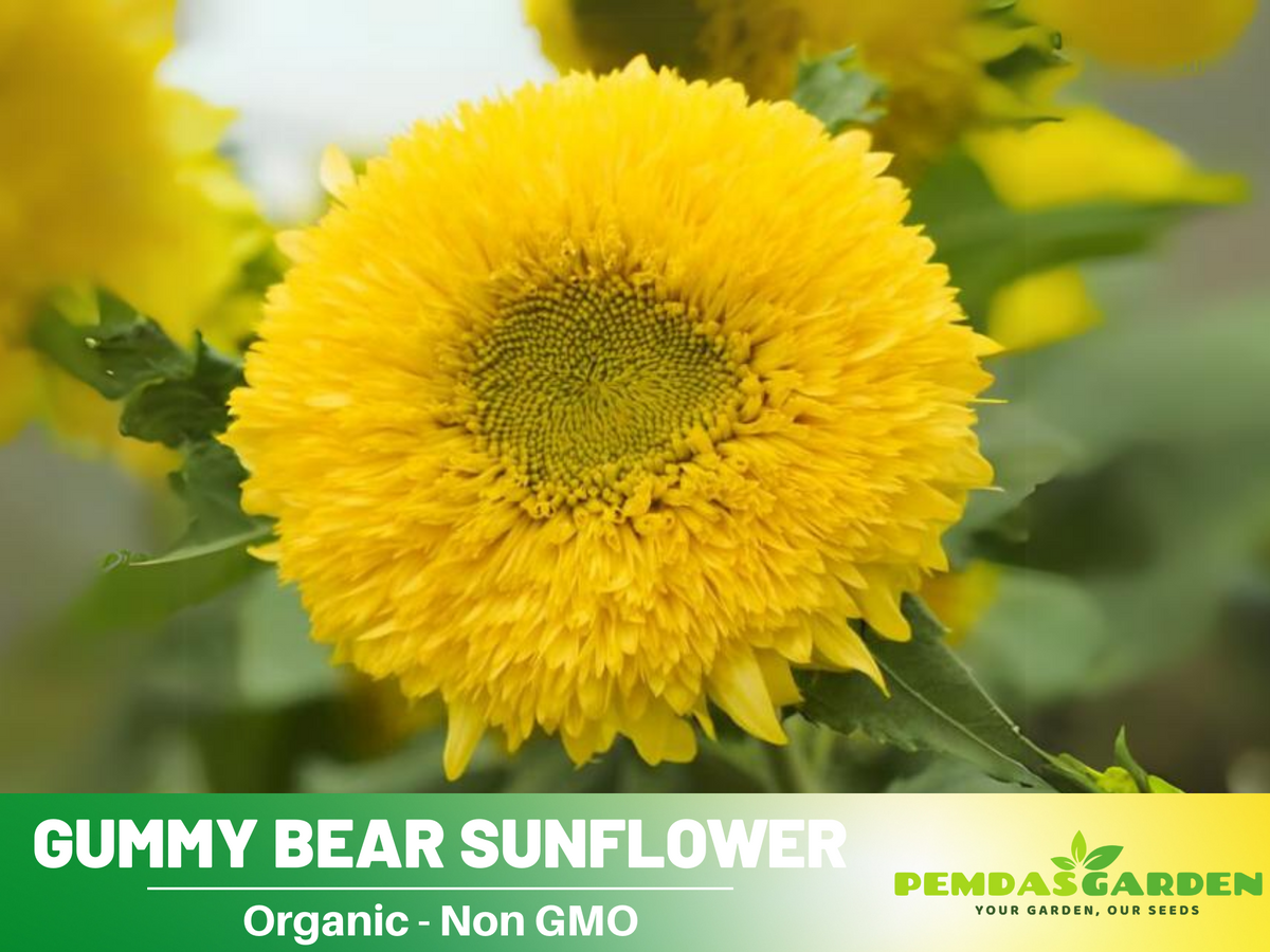 25+ Seeds-Gummy Bear Sunflower Seed #E010