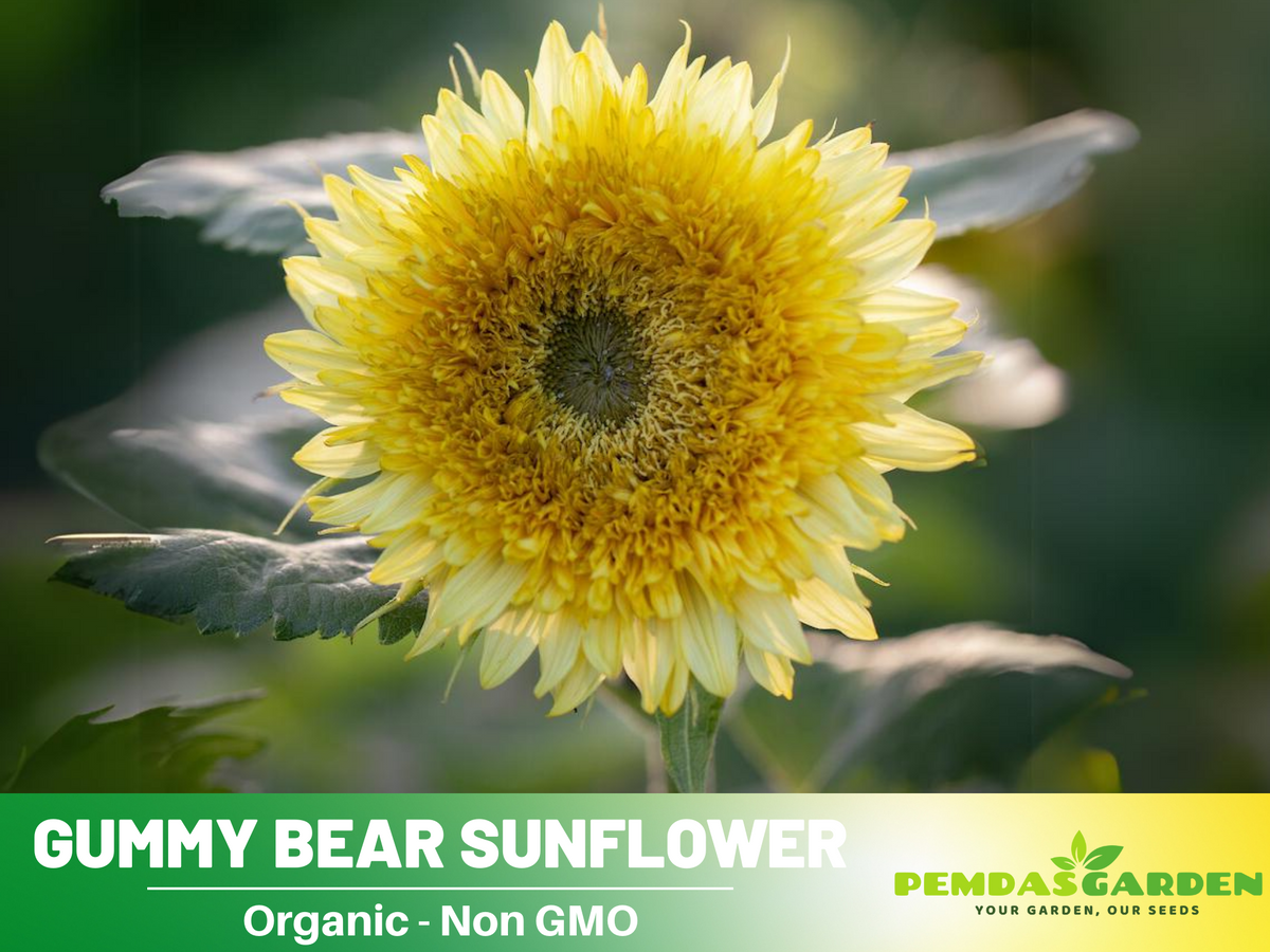 25+ Seeds-Gummy Bear Sunflower Seed #E010