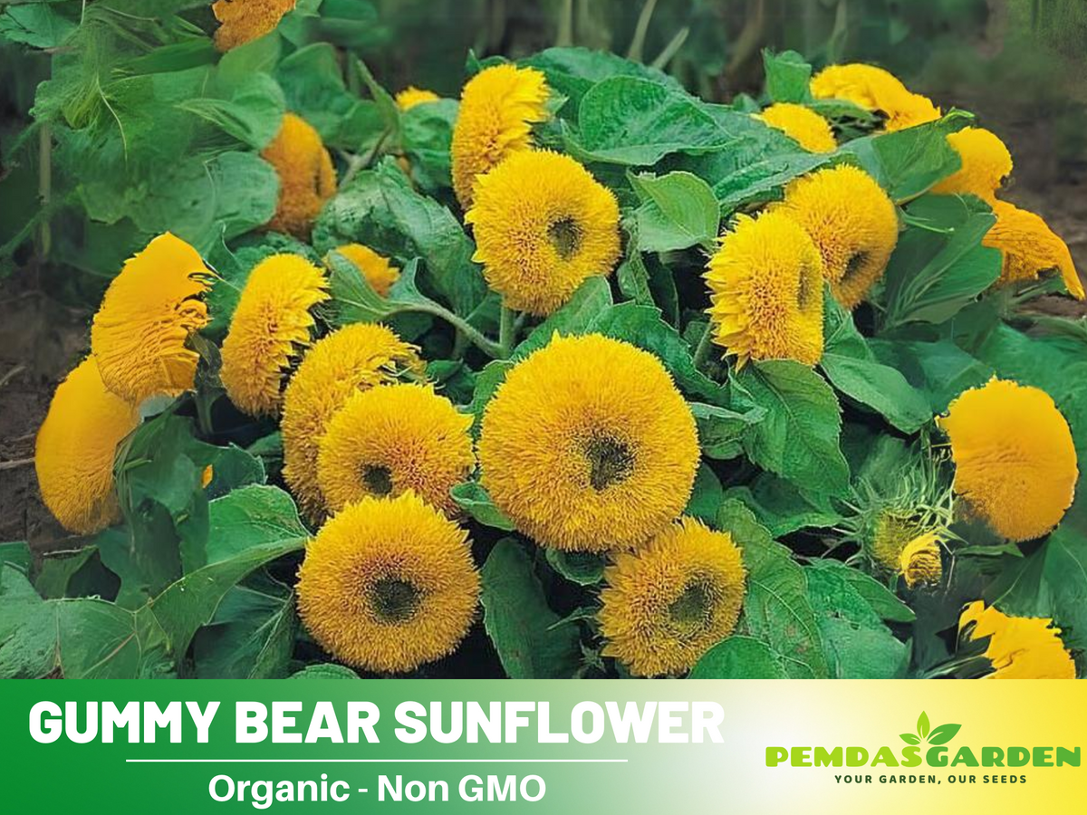 25+ Seeds-Gummy Bear Sunflower Seed #E010