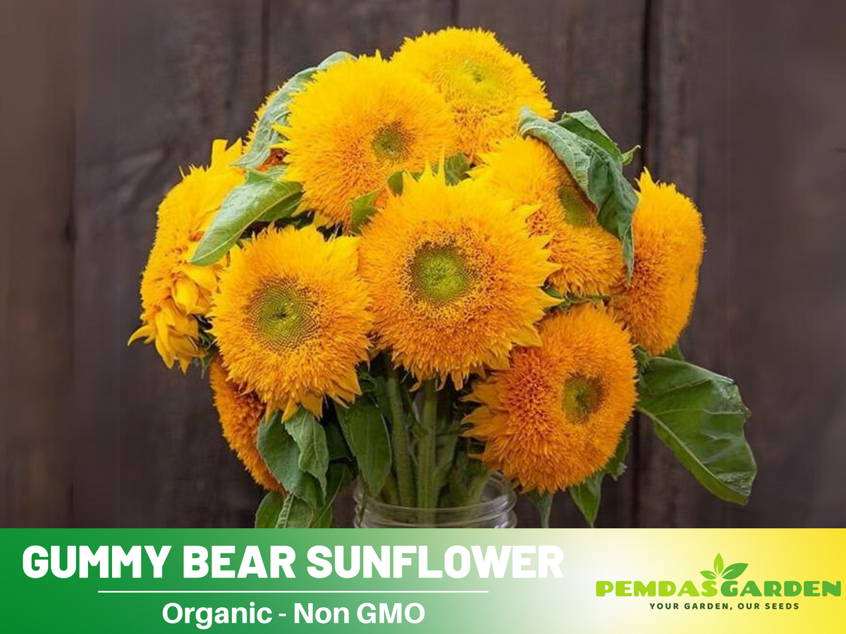 25+ Seeds-Gummy Bear Sunflower Seed #E010