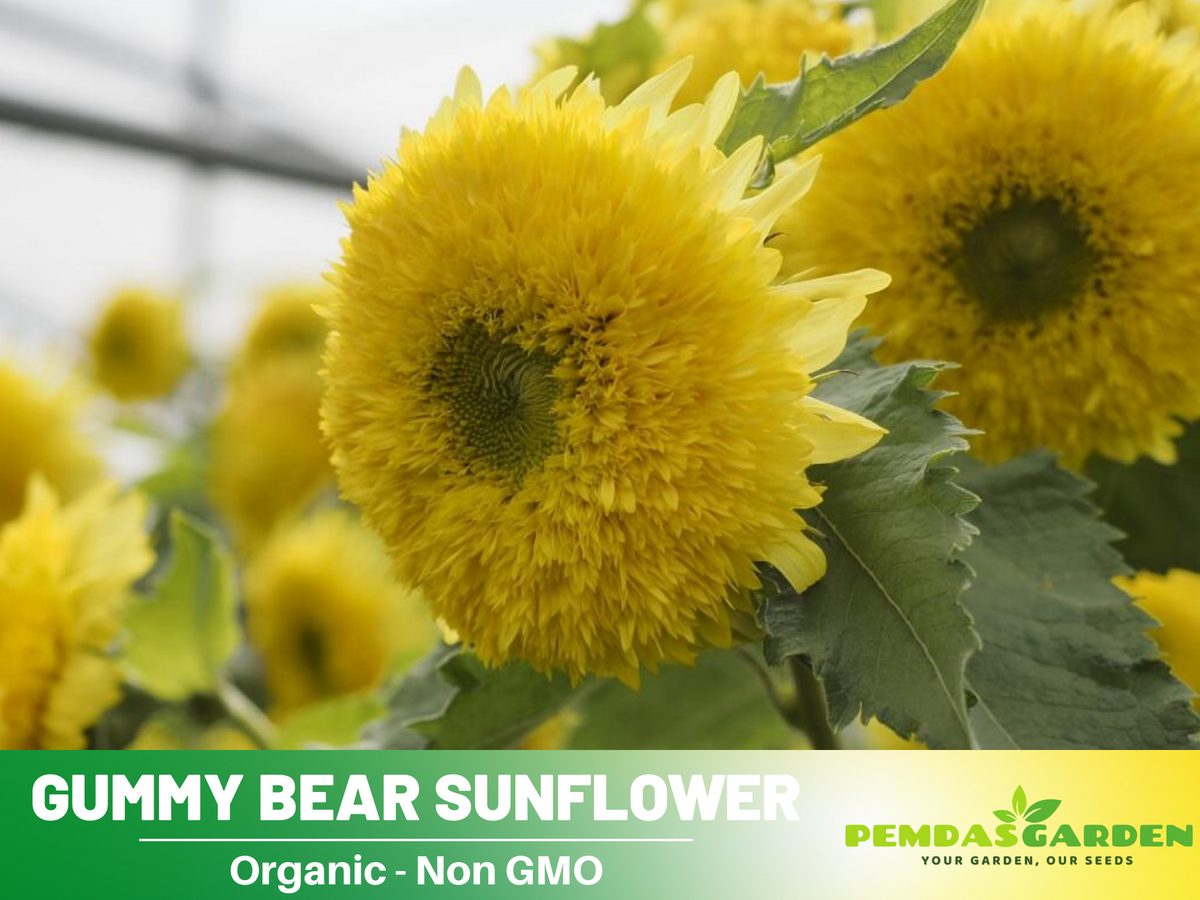 25+ Seeds-Gummy Bear Sunflower Seed #E010