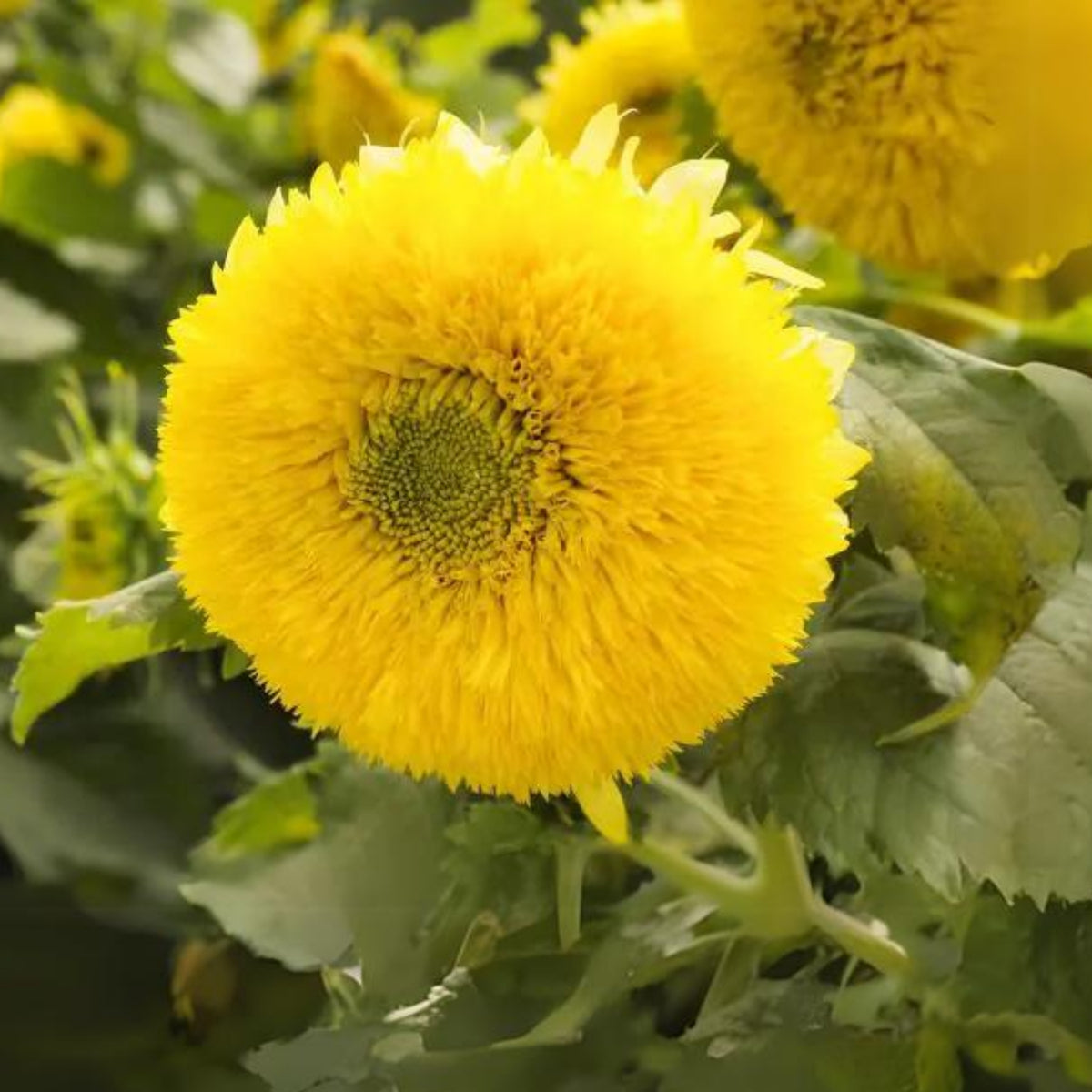 Gummy Bear Sunflower Seeds - Attracts Bees & Butterflies, 25+ seeds