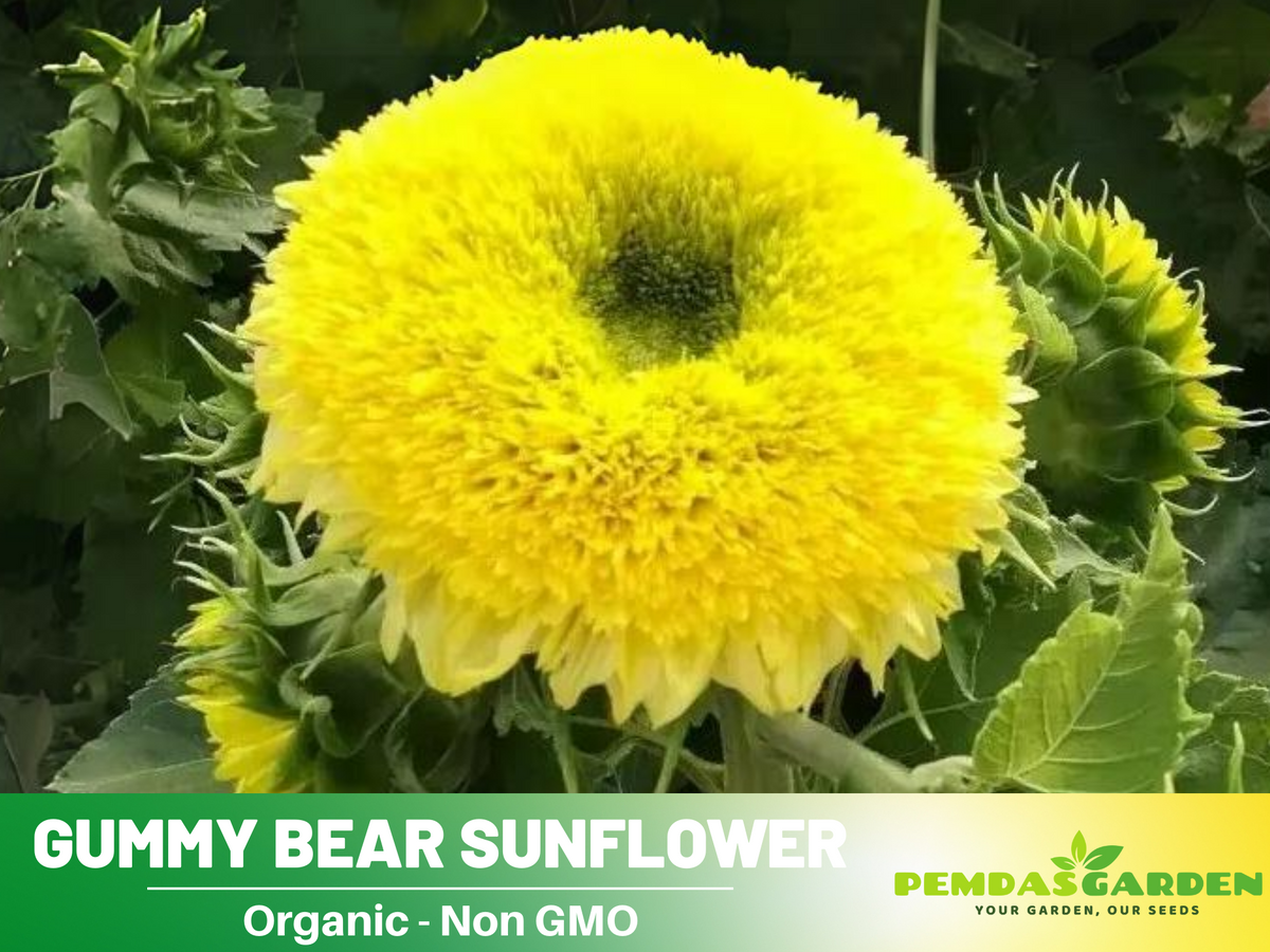 25+ Seeds-Gummy Bear Sunflower Seed #E010