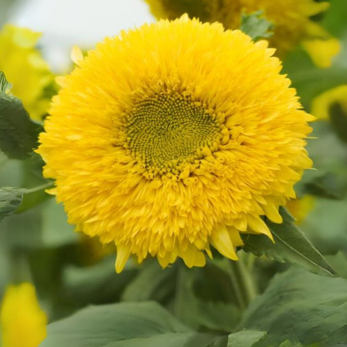 Gummy Bear Sunflower Seeds - Attracts Bees & Butterflies, 25+ seeds