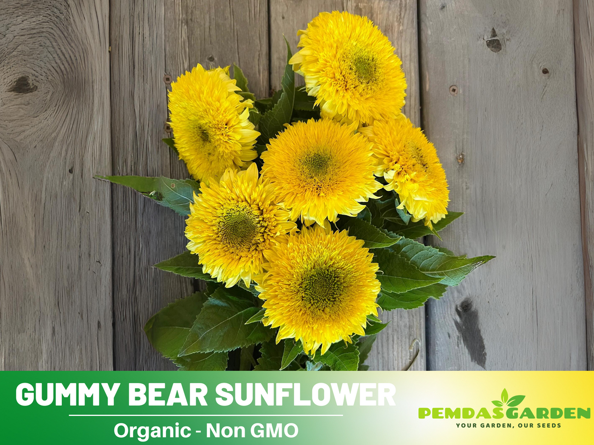 25+ Seeds-Gummy Bear Sunflower Seed #E010