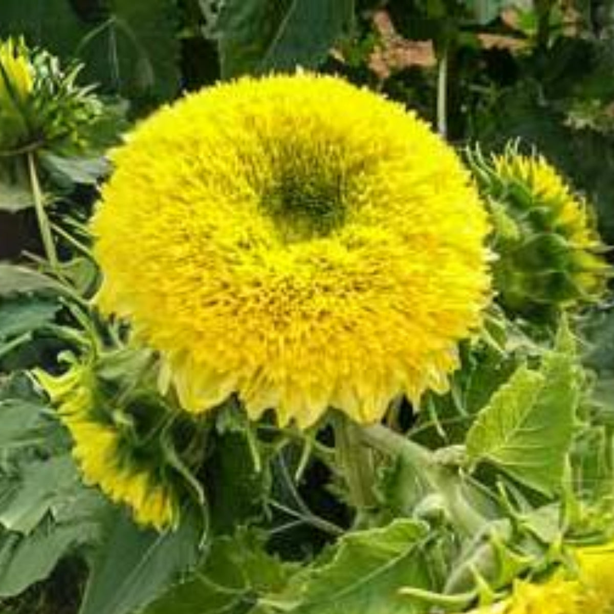 Gummy Bear Sunflower Seeds - Attracts Bees & Butterflies, 25+ seeds