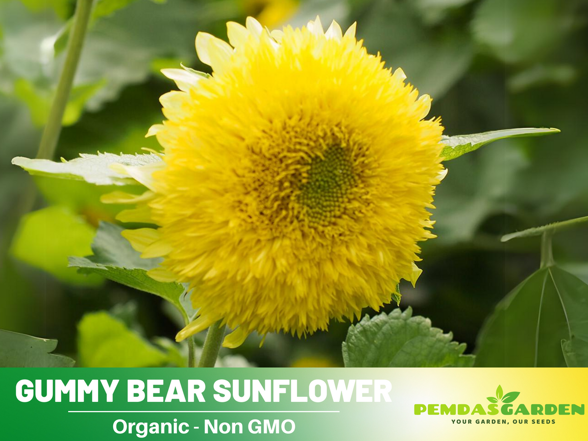 25+ Seeds-Gummy Bear Sunflower Seed #E010