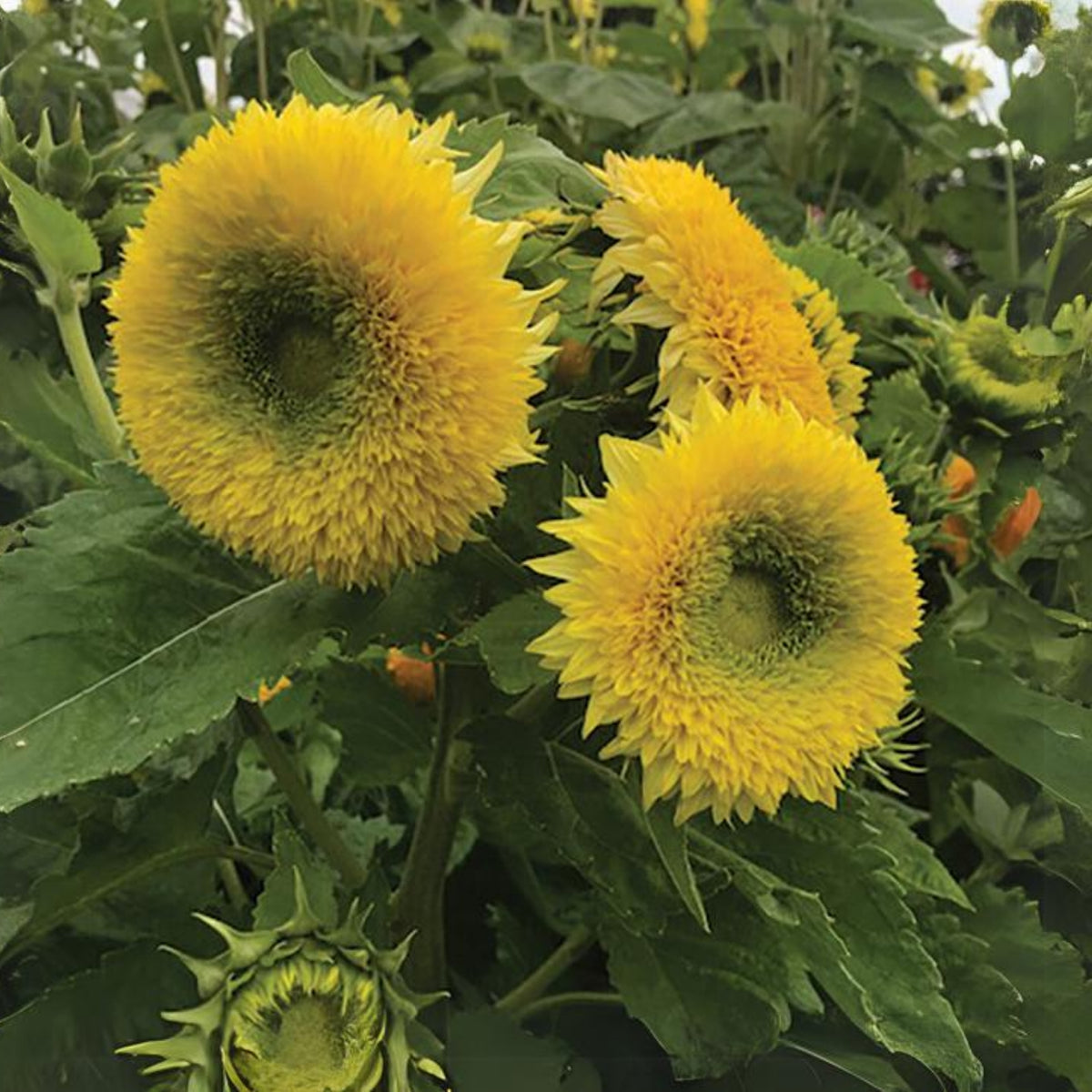 Gummy Bear Sunflower Seeds - Attracts Bees & Butterflies, 25+ seeds
