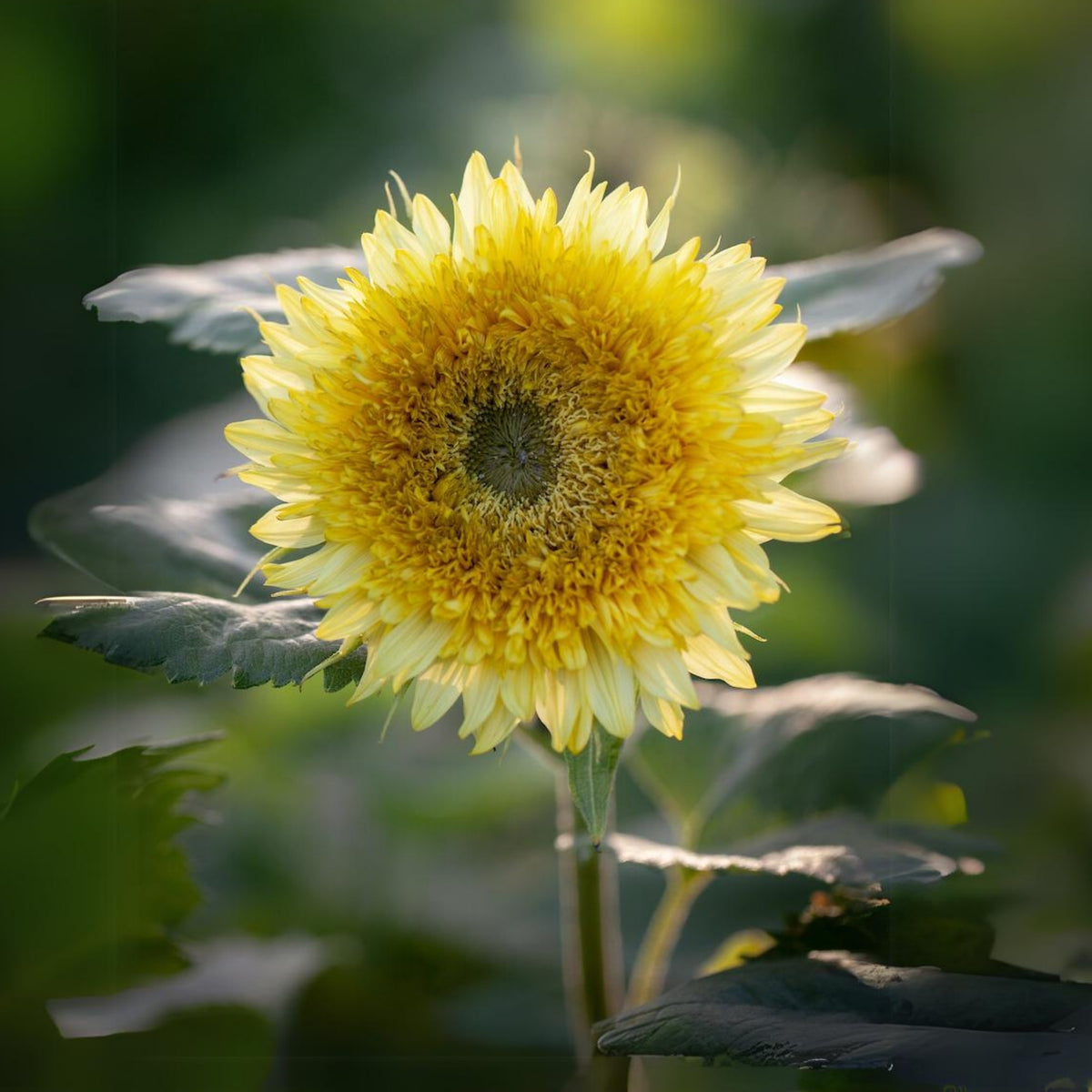 Gummy Bear Sunflower Seeds - Attracts Bees & Butterflies, 25+ seeds