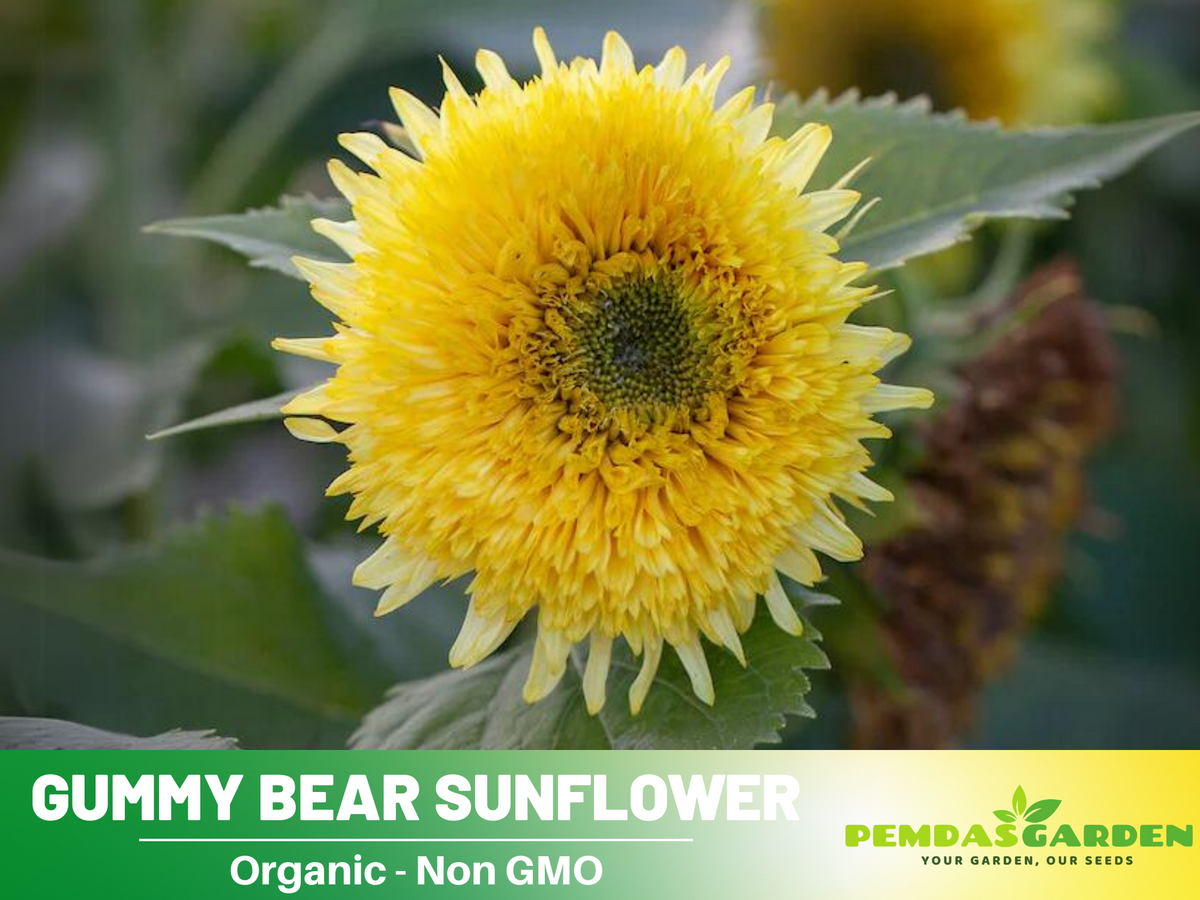 25+ Seeds-Gummy Bear Sunflower Seed #E010