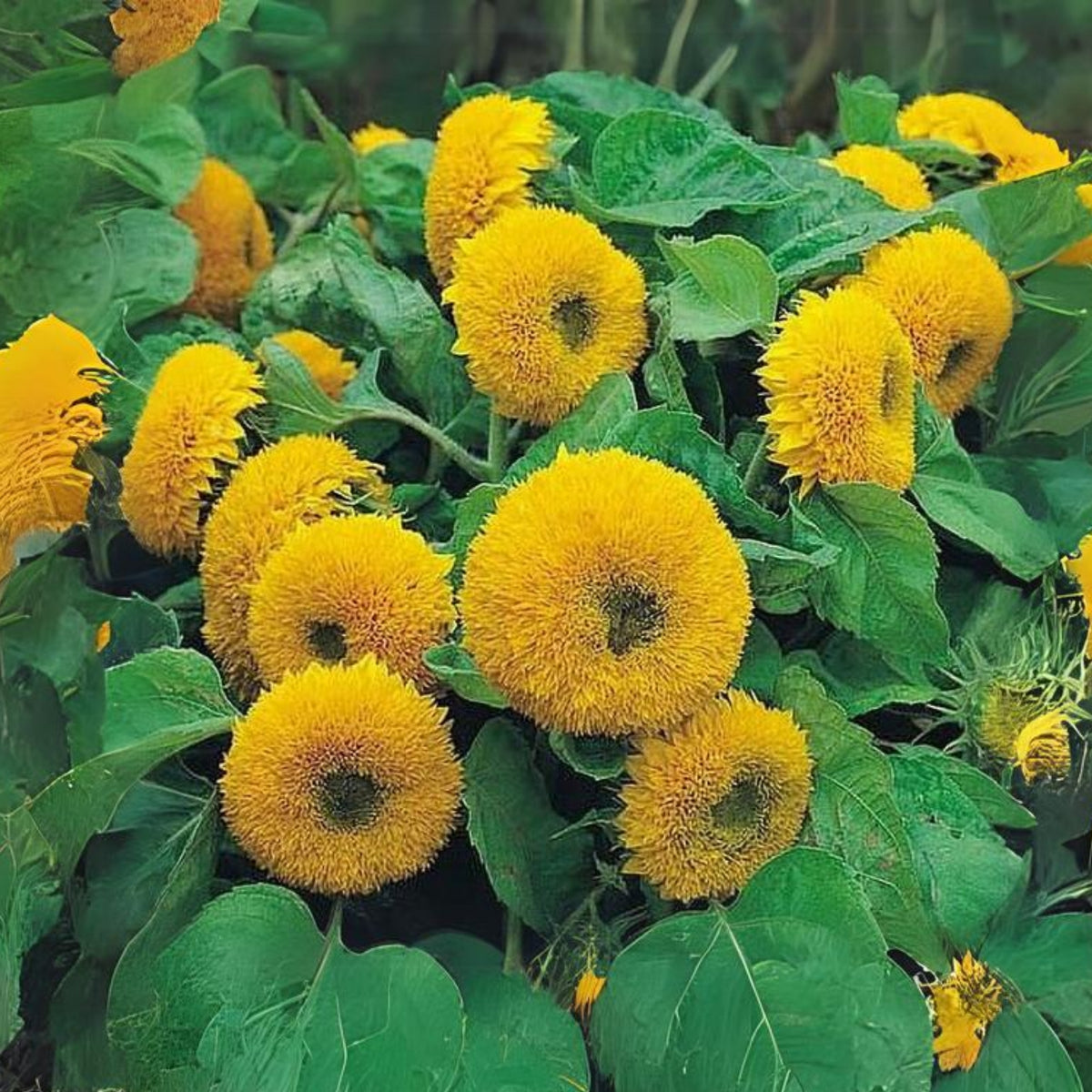 Gummy Bear Sunflower Seeds - Attracts Bees & Butterflies, 25+ seeds