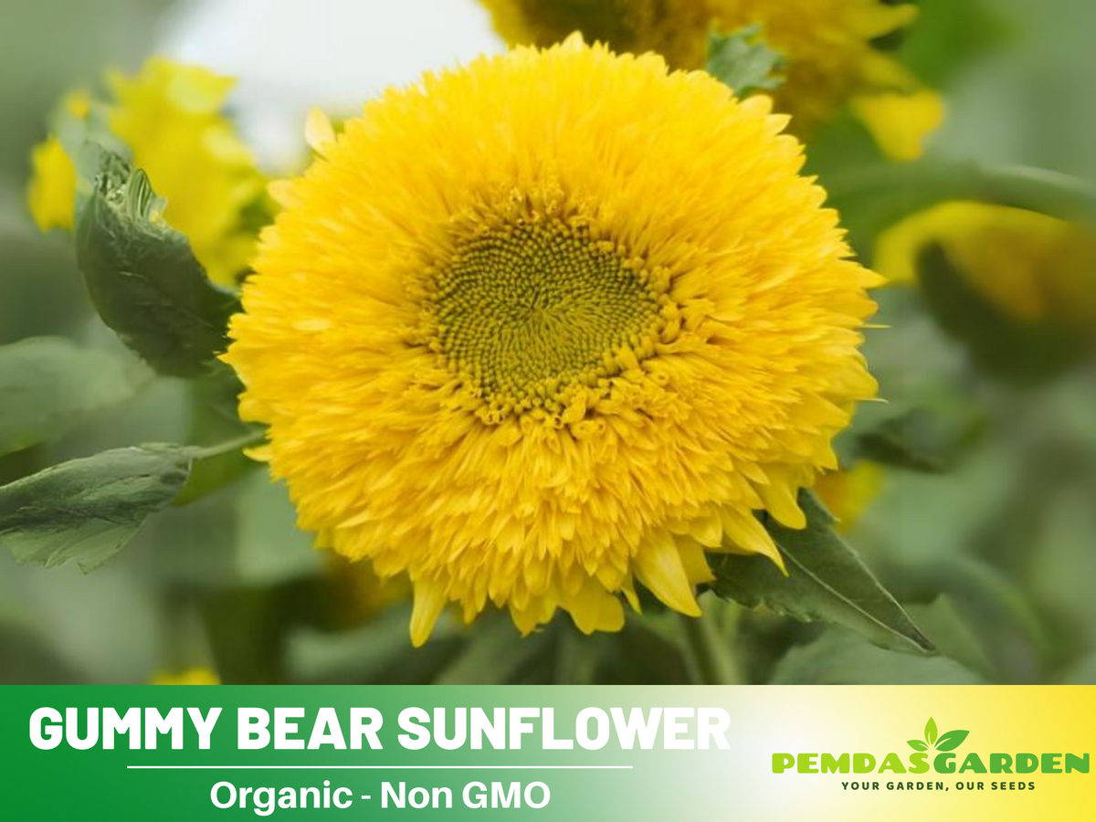 25+ Seeds-Gummy Bear Sunflower Seed #E010