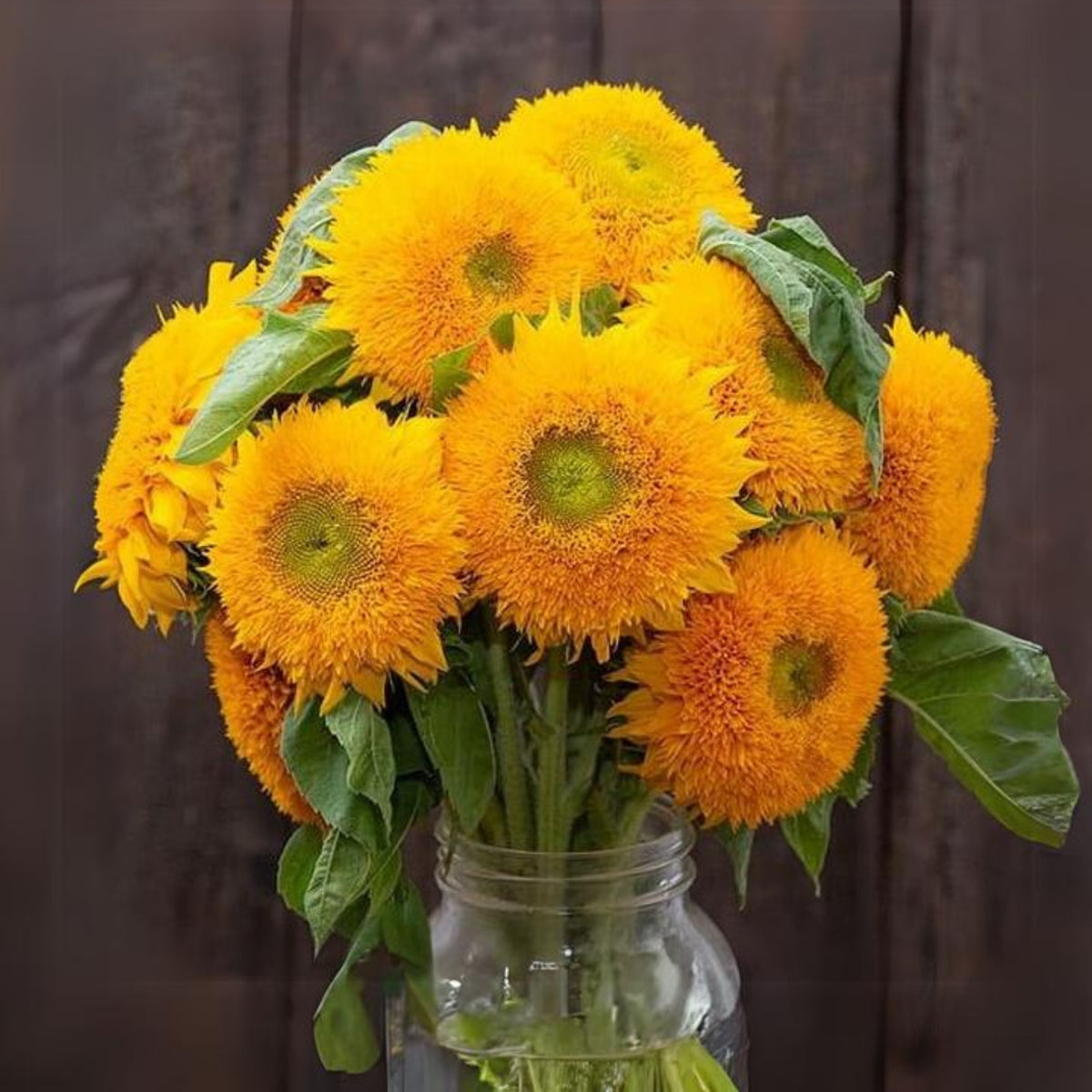 Gummy Bear Sunflower Seeds - Attracts Bees & Butterflies, 25+ seeds